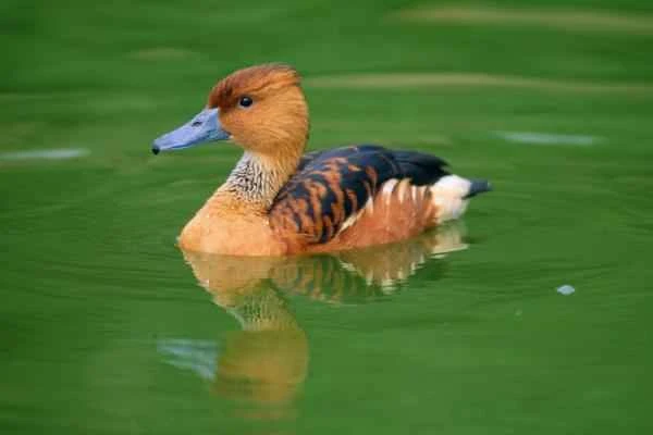 Types of ducks - Red-crowned duck