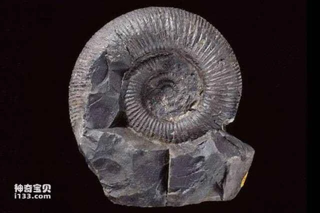 fossil ammonite 化石菊石