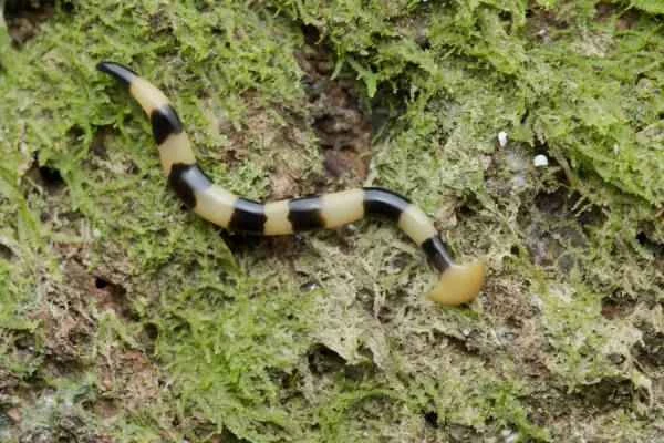 The terrifying hammerhead worm (a giant, carnivorous, venomous worm)