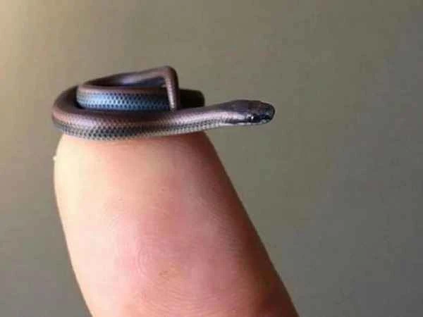 The world's smallest snake: A fascinating study of miniature wonders