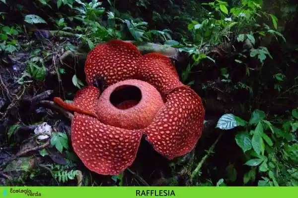 2025072850346847.webp 3.webp