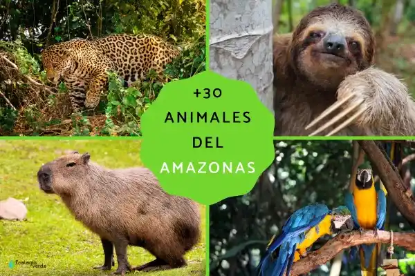 Amazonian Animals (30+ species): Names, characteristics, and highlights