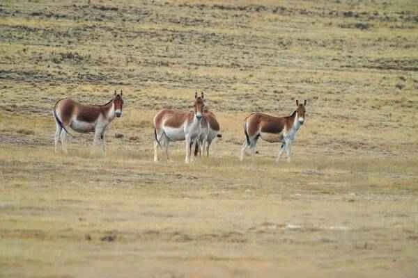 Encyclopedia of Tibetan Wild Ass: Basic Information and Characteristics