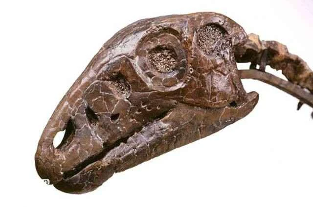 How are dinosaur fossils formed?