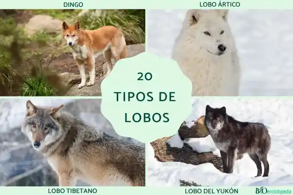 20 Types of Wolves: Common Subspecies, Characteristics, and Distribution