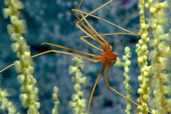 Arañas de mar: Características, hábitat and alimentación - Alimentación de las arañas de mar