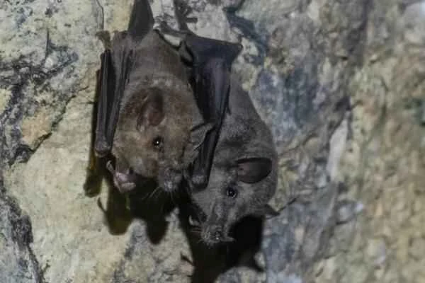 Animals in peligro de extinción in Guanajuato - Murciélago hociquilargo (Choeronycteris mexicana)