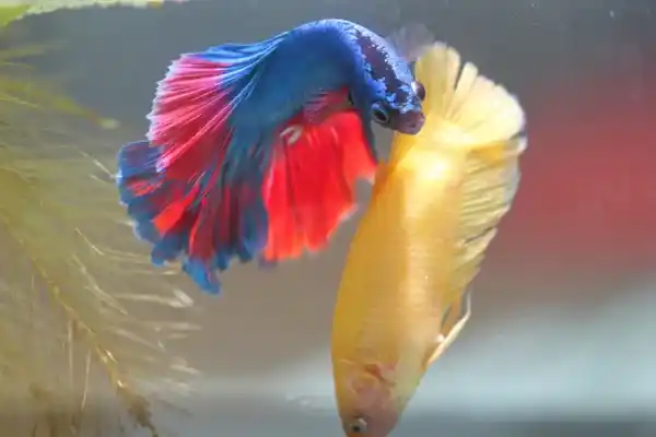 2025083012823482.webp 5.webp