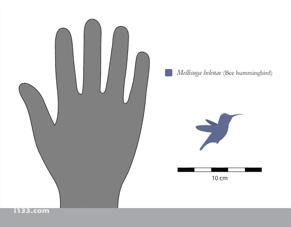 2023090115010243.png 111吸蜜蜂鸟与人类手掌的大小对比(1).png
