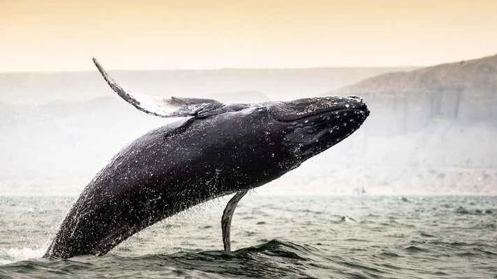 2025032139618752.jpg 5.jpg