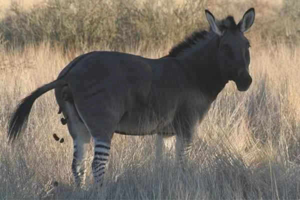 Animales híbridos: ejemplos and características - Zebrasno (Equus zebra × Equus asinus)