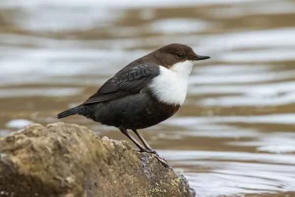 Tipos de mirlos - Mirlo acuático (Cinclus cinclus)