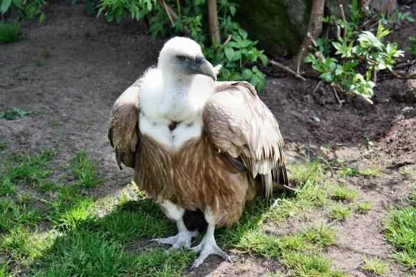Aves de España - Buitre leonado