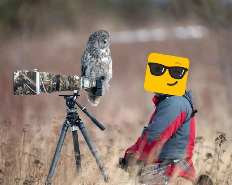 Some birds are not afraid of people.