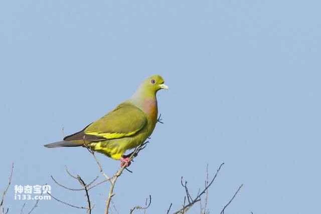 The world's top ten green-feathered birds (What are some green birds?)