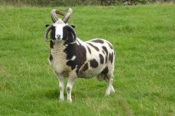 Tipos de ovejas - Oveja Jacob