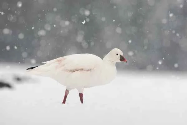 Types of geese - Snow Goose (Anser caerulescens)
