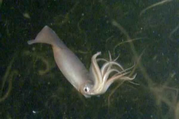 Squid varieties - Humboldt squid