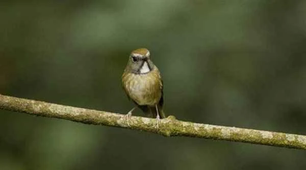 Encyclopedia of 26 species of buzzards worldwide: How many do you recognize?