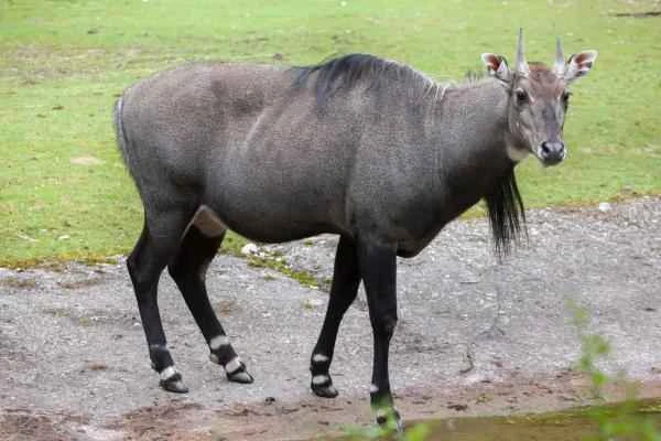 Animales de la India - Nilgo o Boselaphus tragocamelus