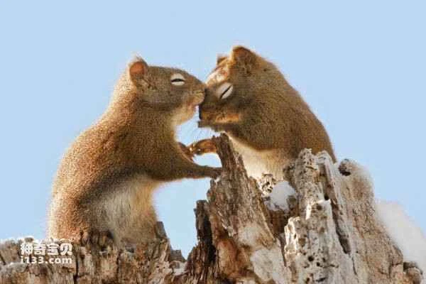 The world's ten most romantic animals