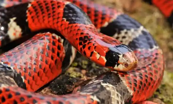 Limbless Vertebrates: Characteristics and Examples