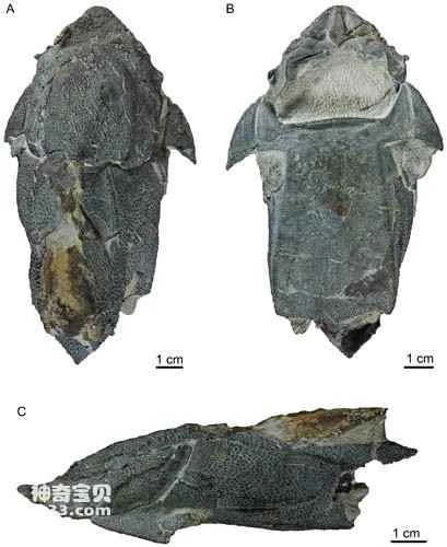 The unicorn swimming in the ancient Silurian ocean (the evolution of the jawbone from fish to human).