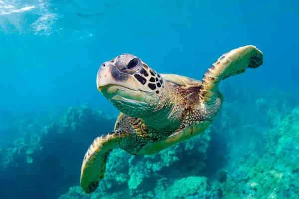 How long do sea turtles live? (The science behind their longevity)