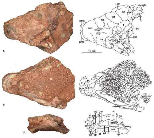 Evolution of the Jinyun Ankylosaurus in China