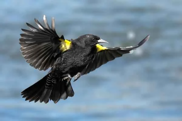 Blackbird species - Yellow-winged Blackbird (Agelasticus thilius)