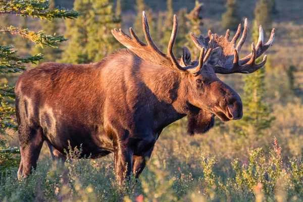 Understanding the Moose: A Magnificent Giant of the Forest