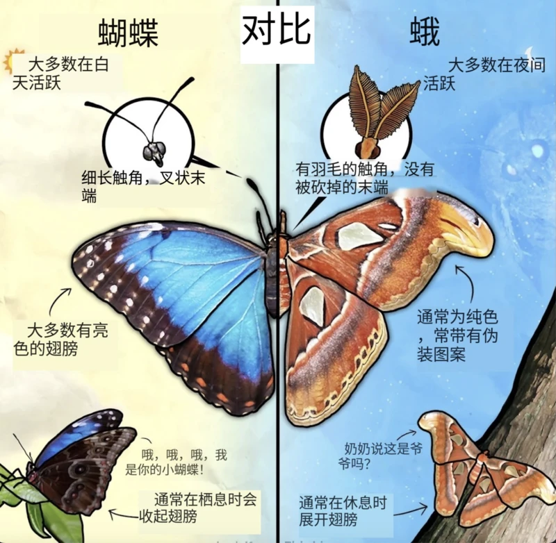The difference between butterflies and moths 蝴蝶和蛾子的区别