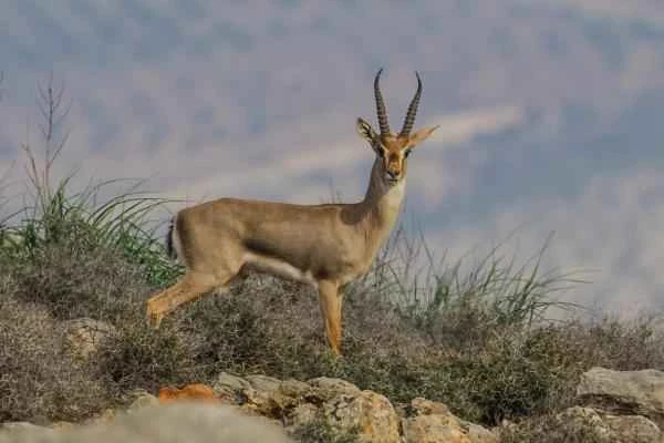 Tipos de gacelas - Gacela de montaña