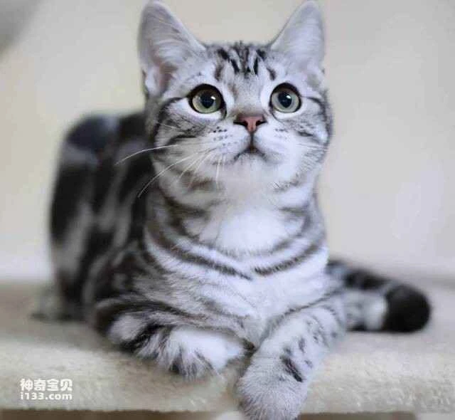 Ten cat breeds suitable for first-time cat owners