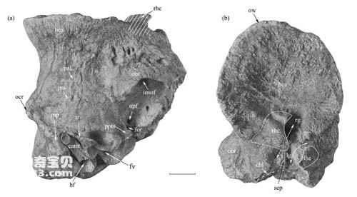 Qaidamosaurus fossils discovered in Linxia Basin