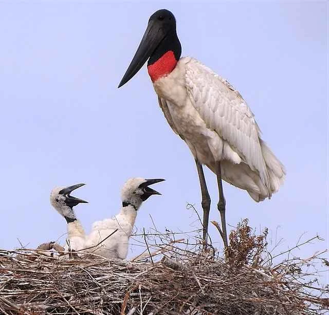 The naked-necked stork (Jabiru mycteria) is a large stork species found in the Americas.