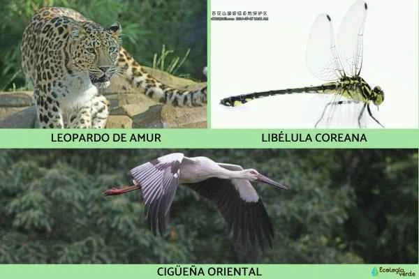 Animals in South Korea - Endangered Animals in South Korea