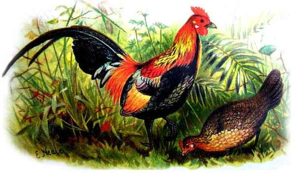The Origin of Chickens