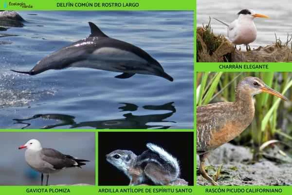 Endangered animals in Baja California -