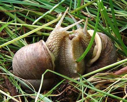 Detailed information about snails and their living habits