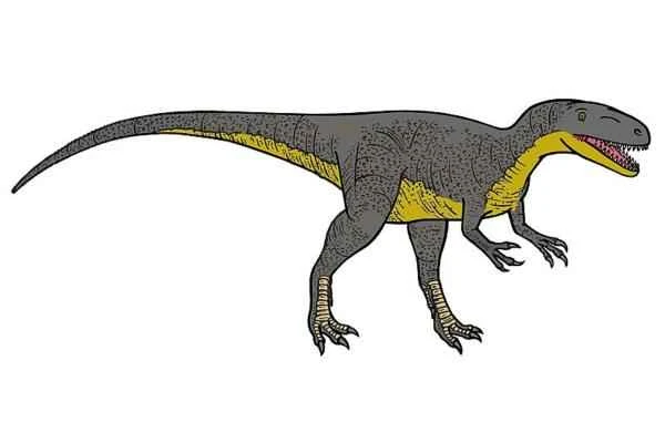 Dinosaurios encontrados en España - Megalosaurus talla bucklandi