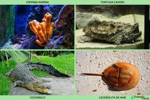 Animales prehistóricos: ejemplos de especies extintas y vivos - Animales prehistóricos que aún viven