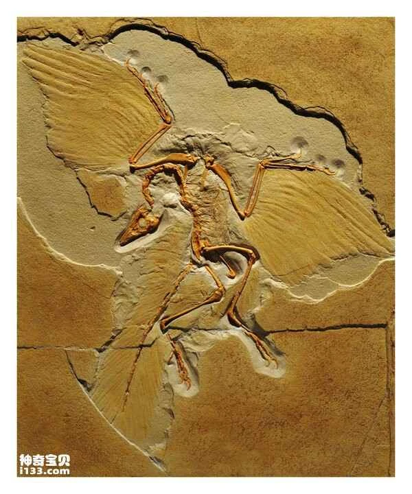 Extant dinosaurs and birds are actually specialized theropod dinosaurs.