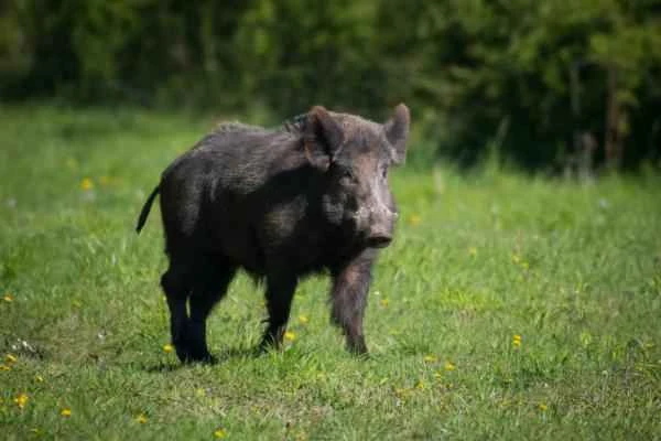 Animales más peligrosos en España - Jabalí