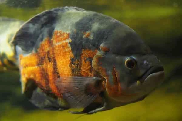 Animales que se hacen los muertos - Pez óscar (Astronotus ocellatus)