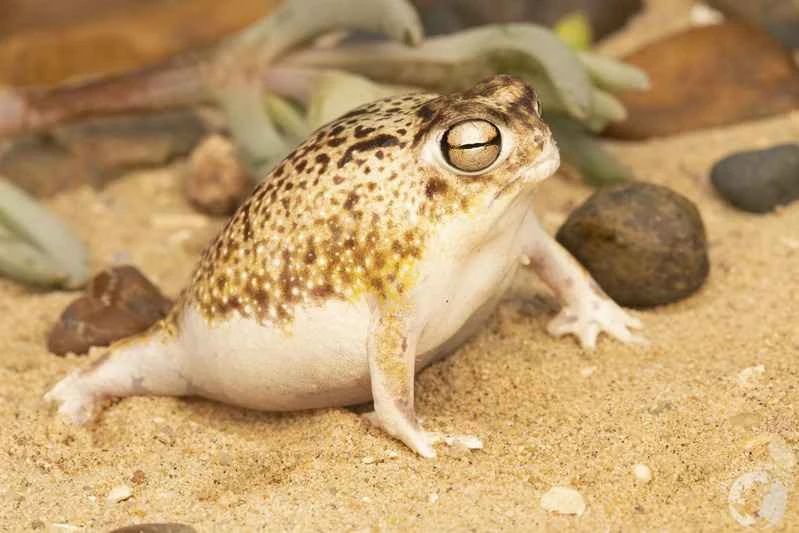 Desert rain frog: a unique amphibian in the coastal desert
