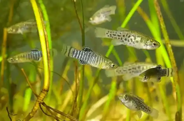 2025073170763452.webp 7.webp