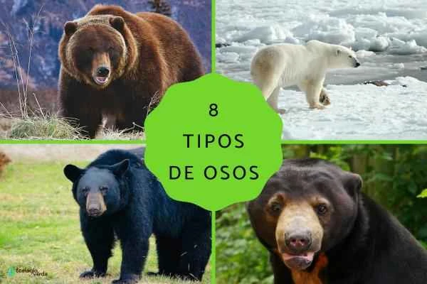 A Comprehensive Guide to 8 Bear Species: Species Introduction, Characteristics, and the Most Dangerous Bears