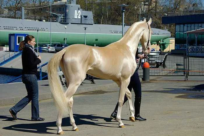 The world's ten most expensive horses