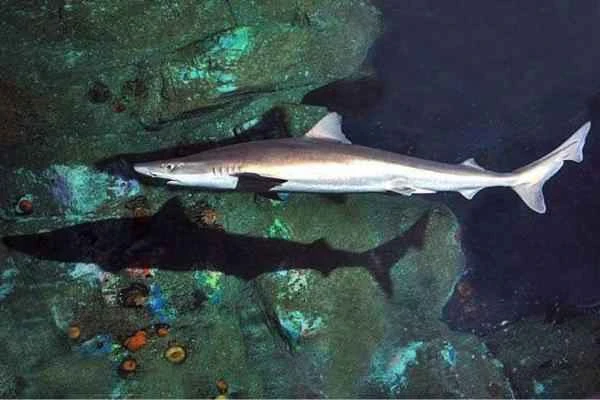 Mediterranean shark - Dogfish (Galeorhinus galeus)